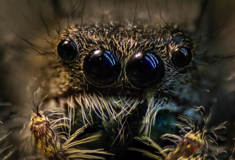 nature looking pupil and arthropod 4k