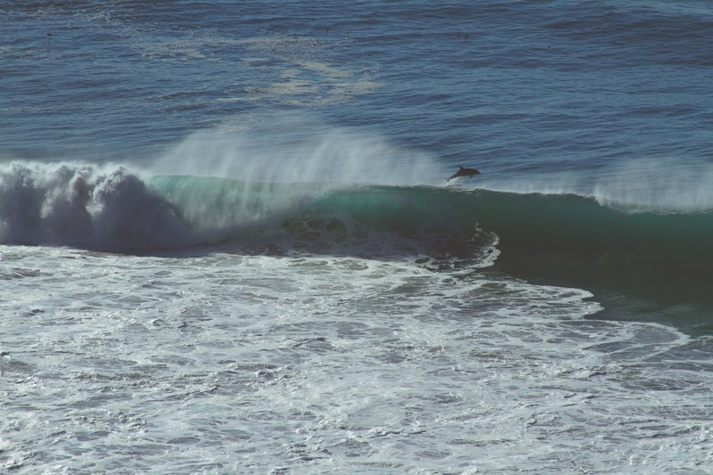 a dolphin jumping in the sea as a wave rolls over, jumping dolphin 4k