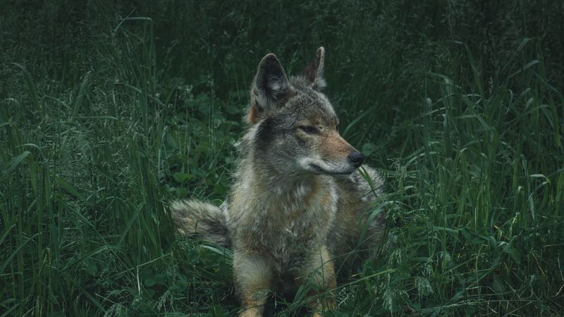wolf, predator, grass, 4k