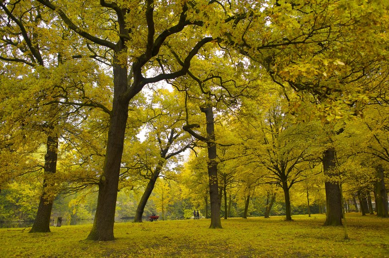 walk nature love and peace 4k