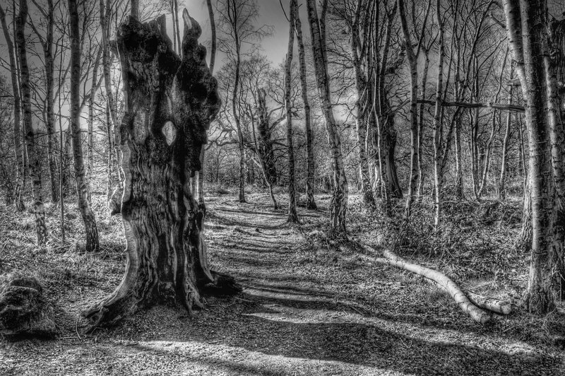 wood grain low sun avenue and black and white 4k