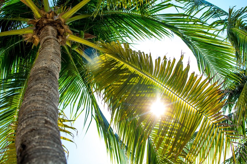 tall palm branch and focu 4k