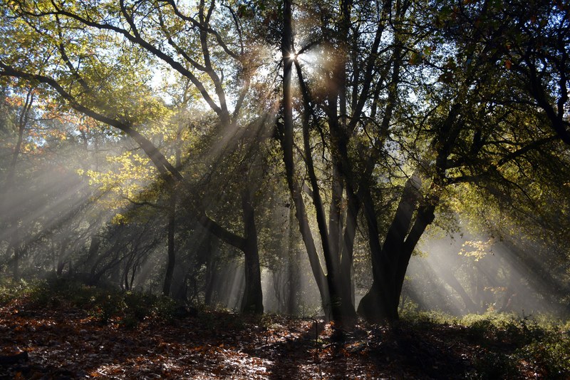tree wood forest and sunlight 4k