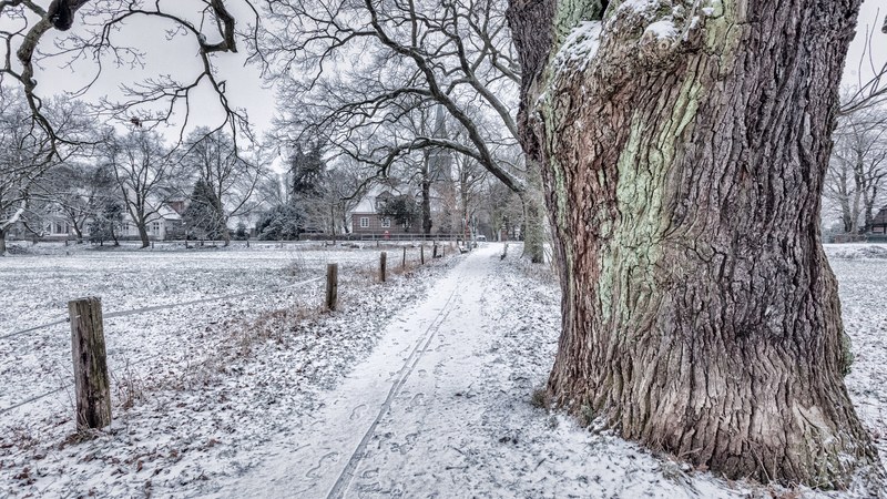 tree snow hamburg and nature 4k