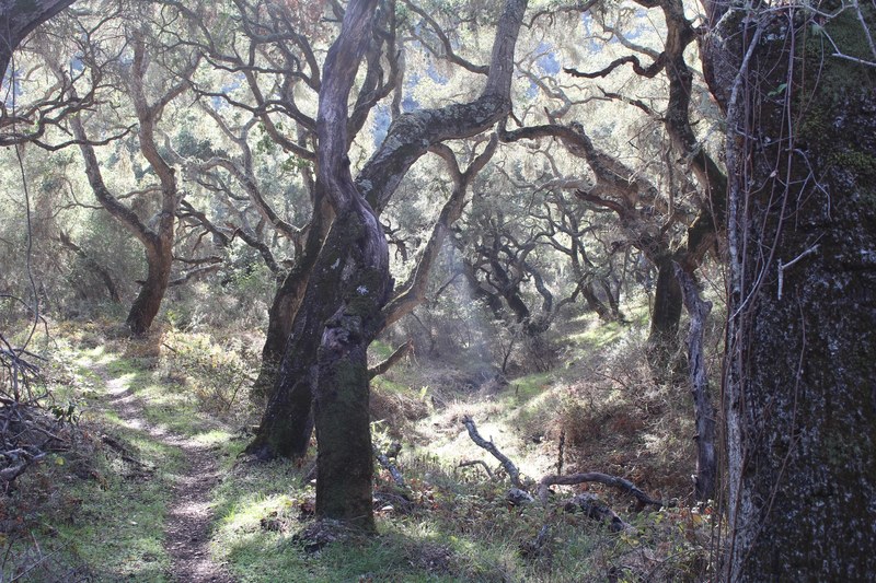 californium sun ray forest and tree 4k