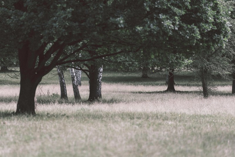 tree wanderlust travelling and walking 4k