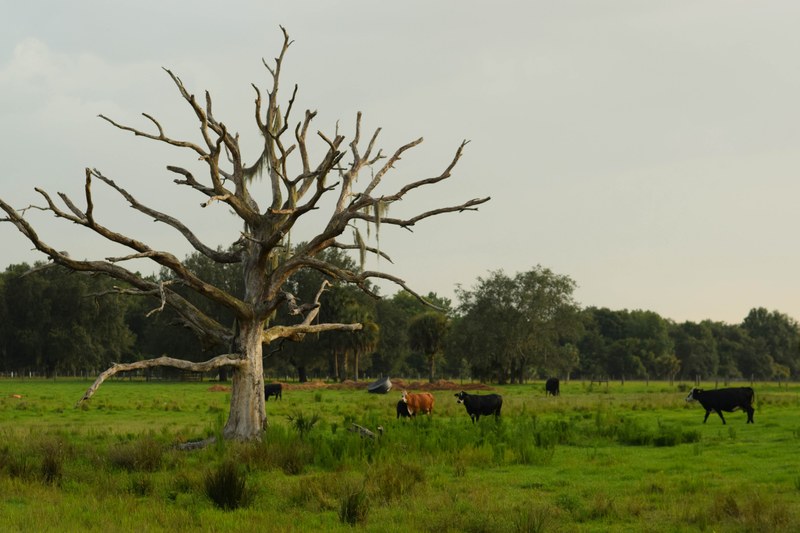 landscape tree cow and pasture 4k