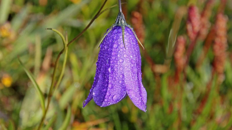 bellflower, campanula, flower, drops, 4k