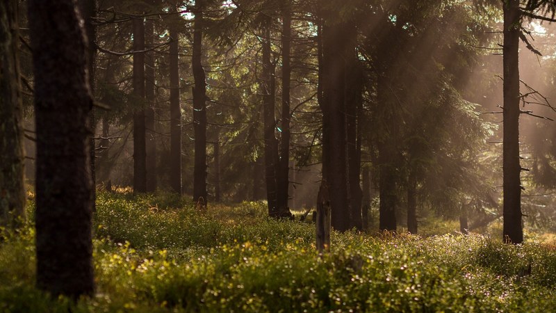 grass and trees in a forest with rays of sunlight peeking through, sun peeking through the trees 4k