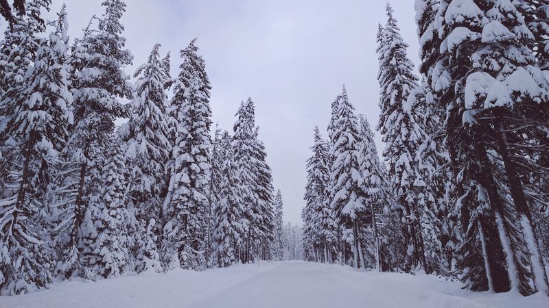 trees, snow, winter, 4k