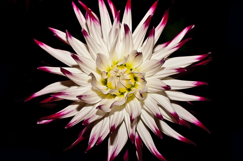 a beautiful white flower with purple spots at the tips of its petals, white and purple flower in close up 4k