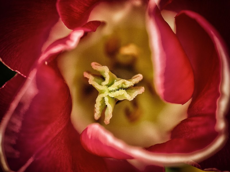 flower bloom pistil and tulip 4k