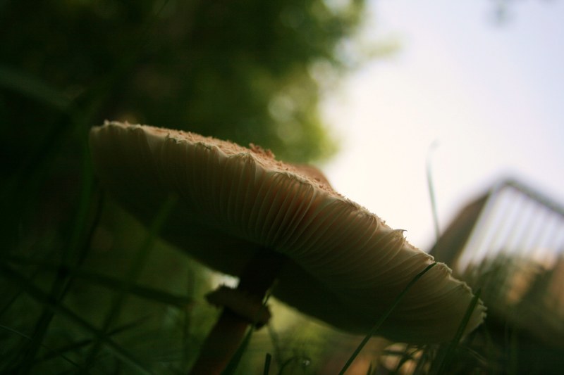 tan sky grass and plant 4k