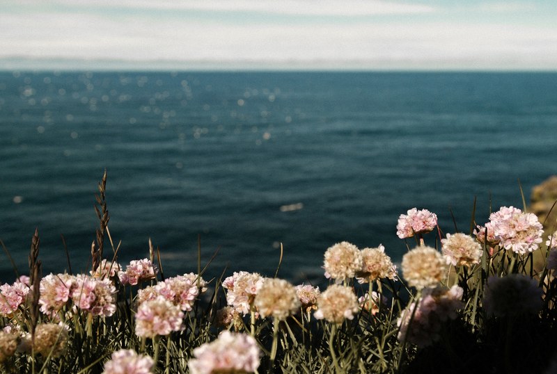 pink flowers growing in round clusters at the seashore, seashore flowers 4k
