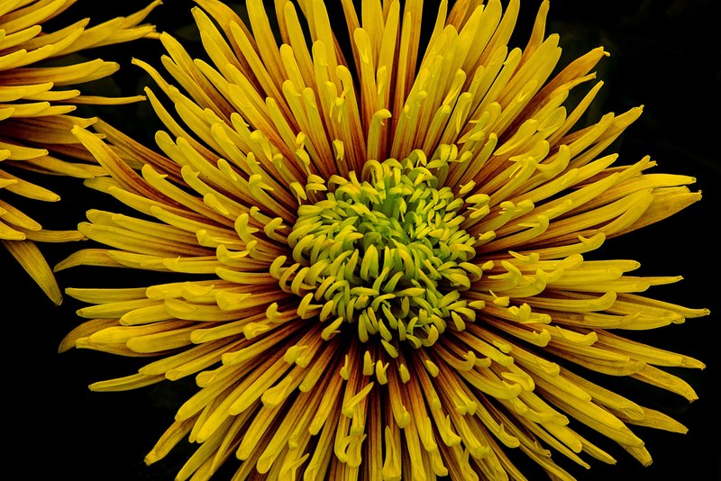 a macro shot of a bright yellow flower on a black background, yellow flower in bloom 4k