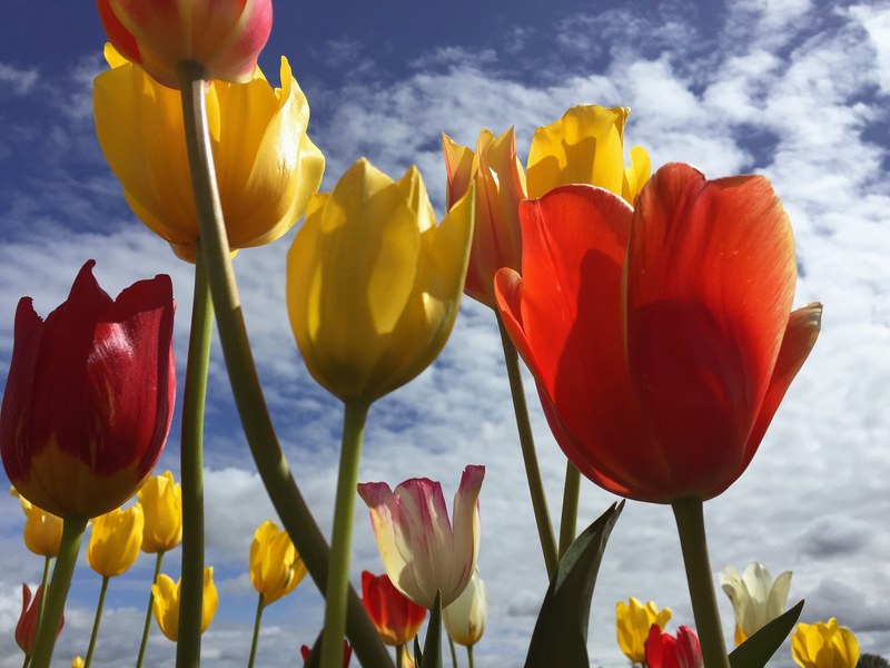 flower plant tulip and day 4k