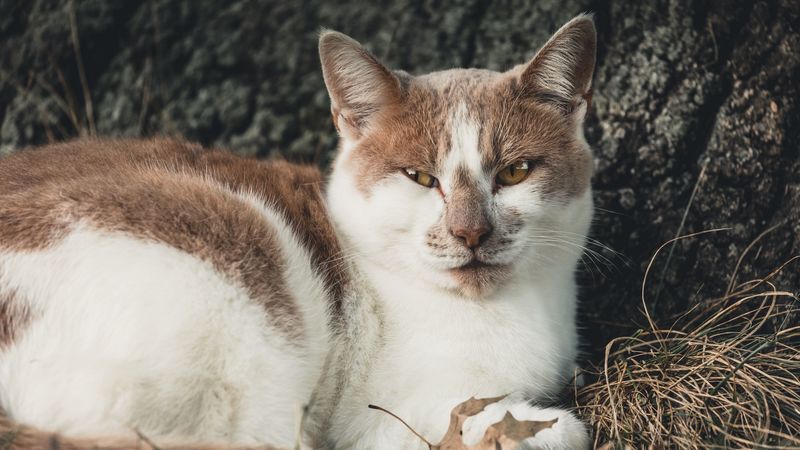 cat, spotty, lies, 4k