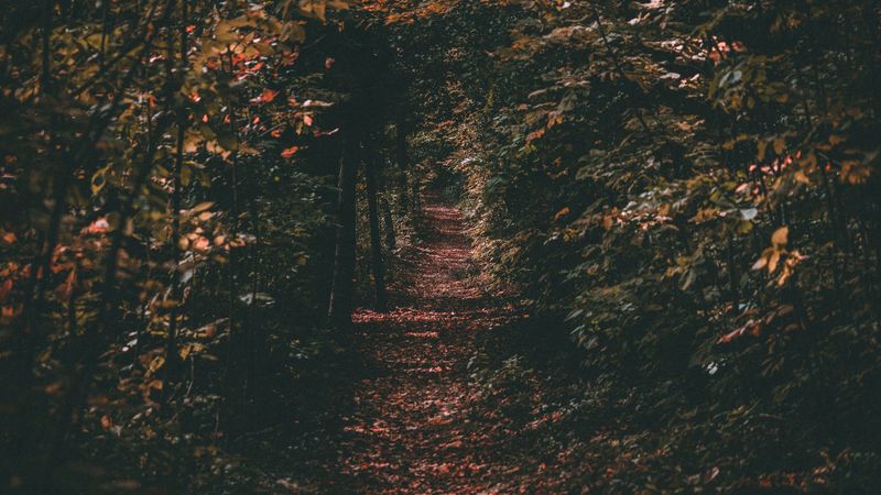 path, autumn, trees, foliage, 4k