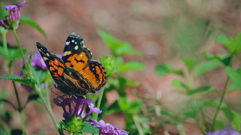 butterfly, flower, patterns, 4k
