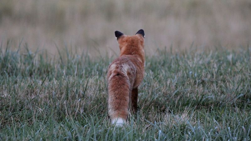 fox, grass, furry, 4k