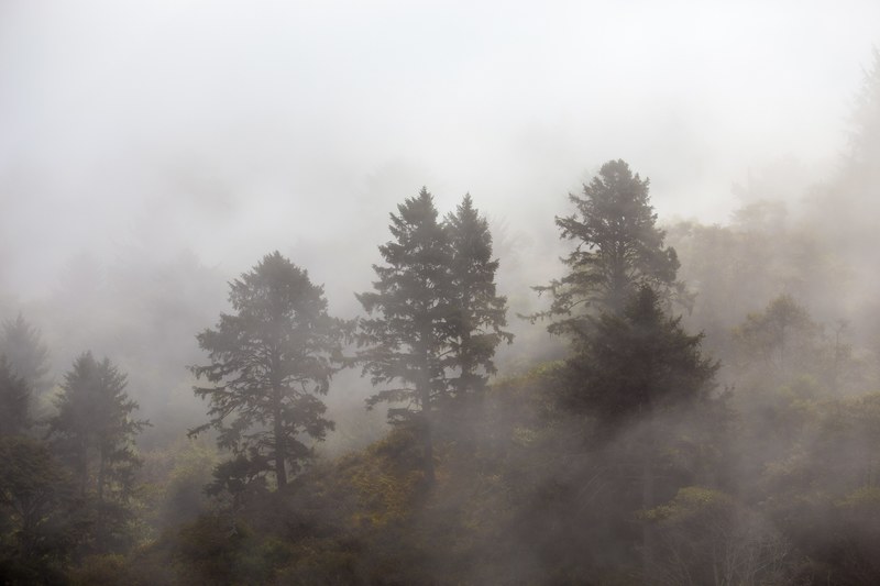 tree misty forest mist and fog 4k