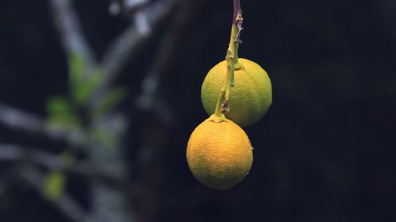 lemons, citrus, branch, 4k