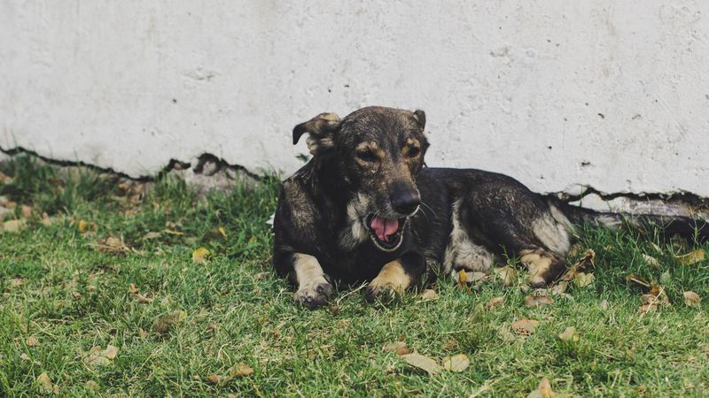 dog, lying, grass, 4k