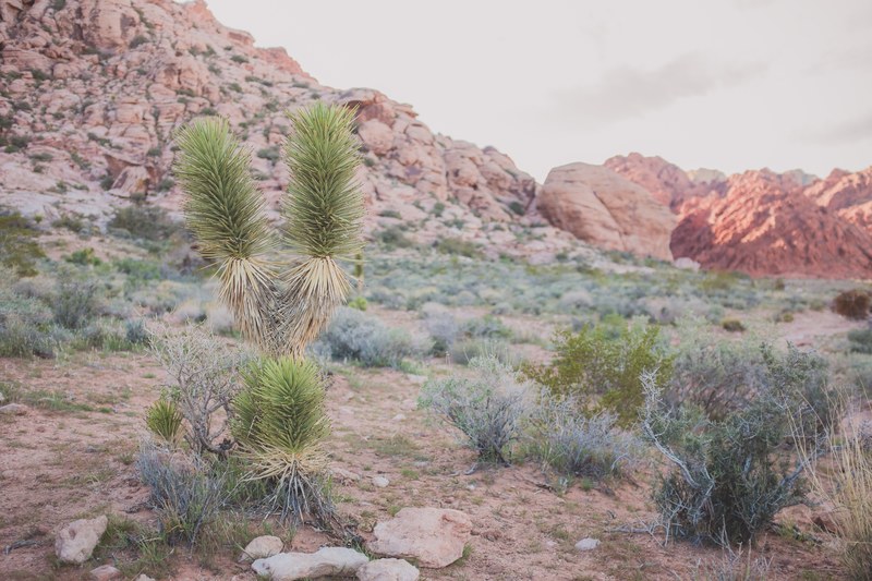 sunset desert las vega and red rock 4k