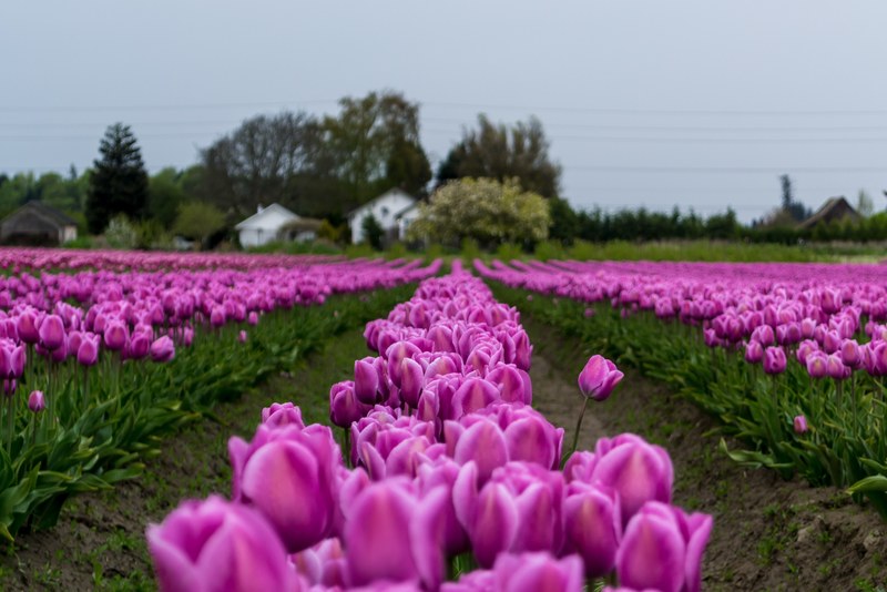 blossom pnw washington and green 4k