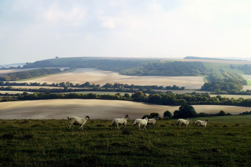 sheep hill countryside and tree 4k