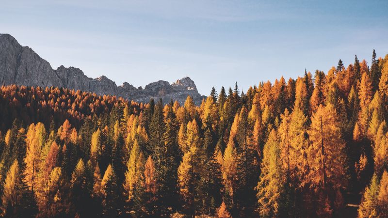 trees, autumn, mountains, 4k