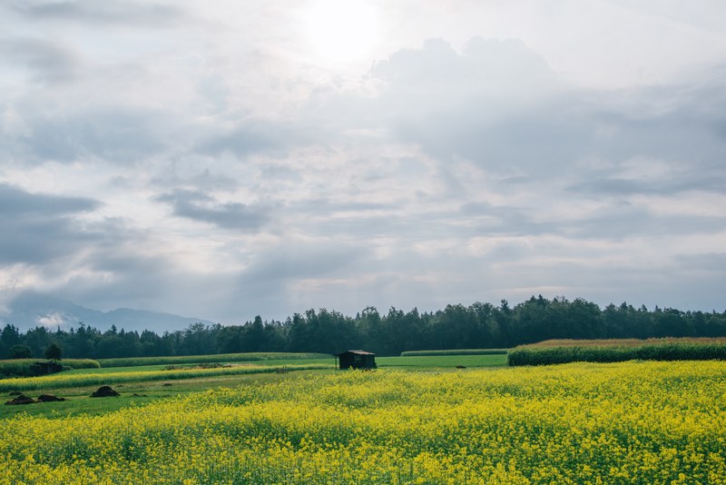 yellow flowered plants in a meadow near a cabin in kranj, yellow meadow and a cabin 4k
