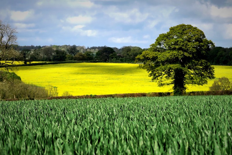 hampshire tree rapeseed and countryside 4k