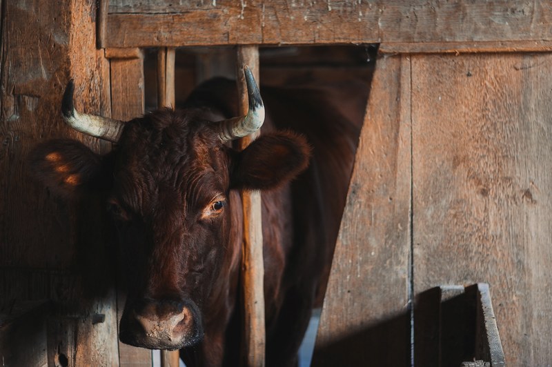 cow animal horn and cattle 4k