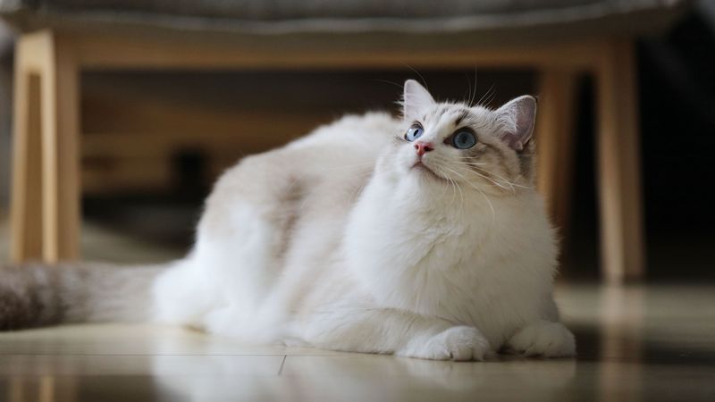 cat, fluffy, beautiful, 4k