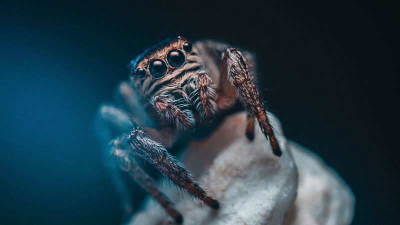 spider, eyes, insect, 4k