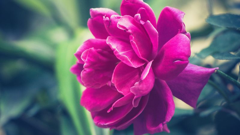 peony, pink, bud, petals, 4k