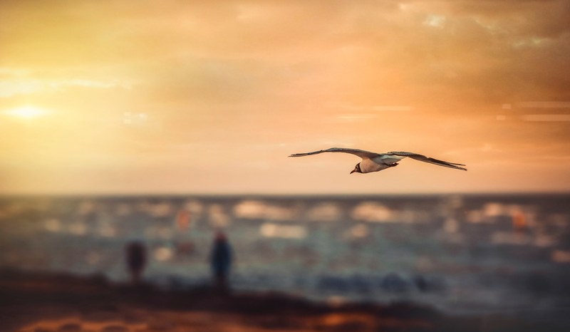 seagull flying into the sunset above the beach in ukraine, sea and bird 4k