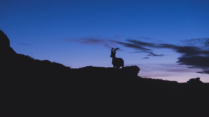 mountain goat, silhouette, night, 4k