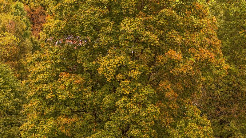 trees, autumn, foliage, 4k