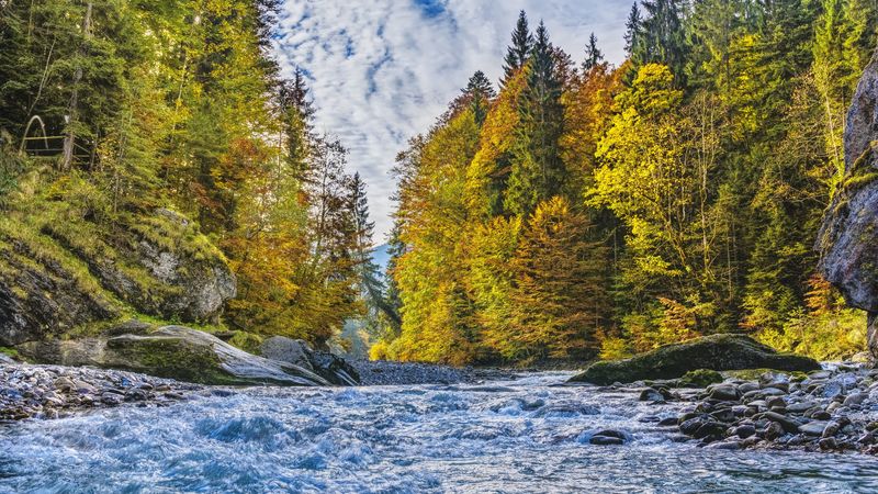 river, stream, trees, autumn, 4k