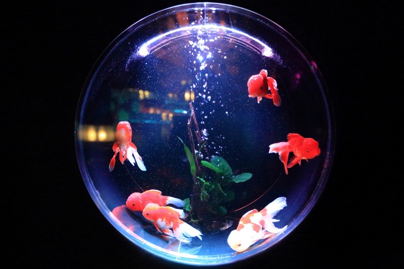 aquarium fishbowl fish and goldfish 4k