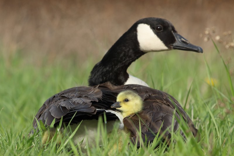 a canada goose sitting in the grass at toledo botanical garden board inc protecting her young gosling, _mother goose and baby 4k