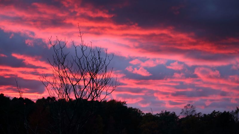tree, sunset, night, 4k