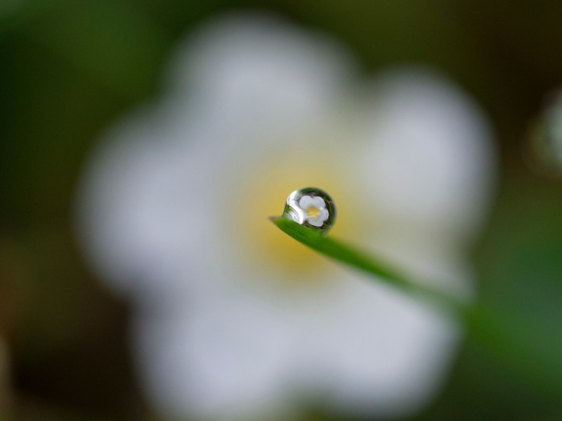 a macro shot of a flower reflected in a dewdrop on a blade of grass, dewdrop reflection 4k