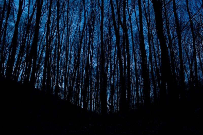 tall desert trees in the dark forest at night in hora chatyrdah, dark branches at dusk 4k