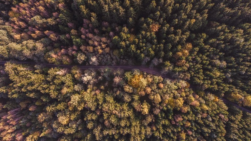 a drone shot of an empty road through a forest, golden leafs of september 4k