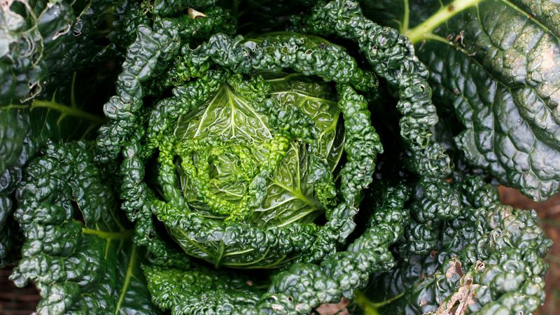 cabbage, greens, leaves, close-up, 4k