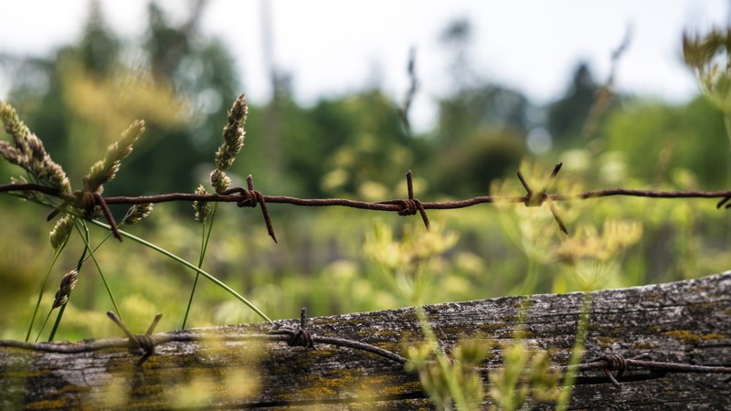 barbed barbed wire grass and green 4k