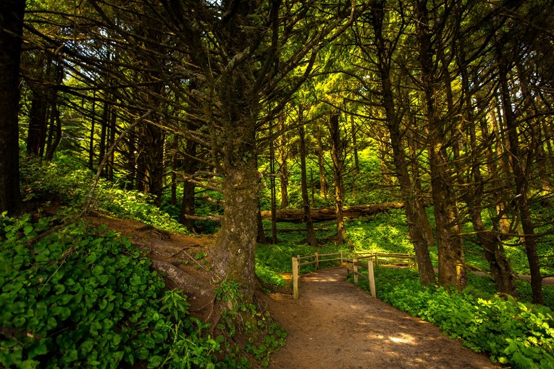 leafe pathway path and wood 4k
